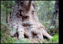 tree face