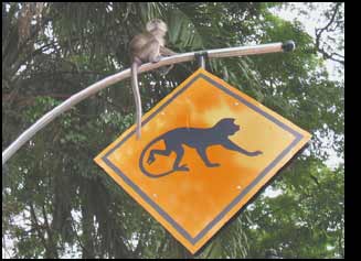 Monkey Sign