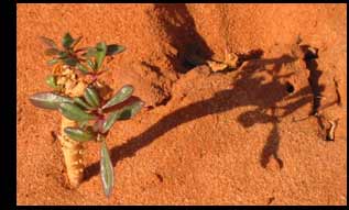 dune plant